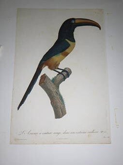 Item #51-4325 L’Aracari à cinture rouge, dans son extrême viellesse, no. 12. from "Histoire...