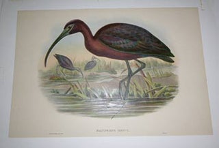 Item #51-4327 Falcinellus Igneus. Plegadis falcinellus. Glossy Ibis from "The Birds of Great...