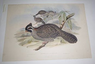 Item #51-4328 Dendrortyx Macroura (Marcrourus) Large-tailed Partridge. Long-tailed Wood...
