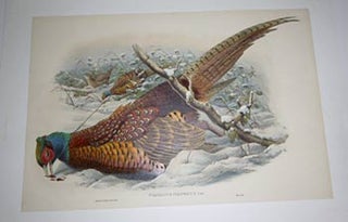 Item #51-4330 Phasianus colchicus. Common Pheasant from "The Birds of Great Britain". First...
