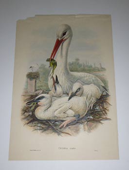 Item #51-4331 Ciconia alba. Ciconia ciconia. Stork. White Stork from "The Birds of Great...