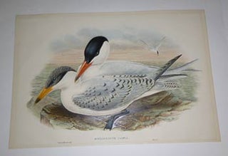 Item #51-4332 Hydroprogne caspia. Caspian Tern from "The Birds of Great Britain". First edition....