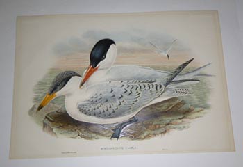 Item #51-4332 Hydroprogne caspia. Caspian Tern from "The Birds of Great Britain". First edition. John Gould, William Hart, Imp Walter.