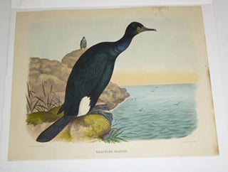 Item #51-4335 Graculus Bairdii (Baird's Cormorant), likely from from "The New and Heretofore...