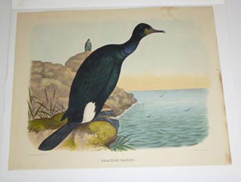 Item #51-4335 Graculus Bairdii (Baird's Cormorant), likely from from "The New and Heretofore Unfigured Species of the Birds of North America". First edition. Daniel Giraud Elliot, artist. Bowen, lithorapher Co. Phlada., 1835 – 1915.