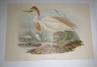 Item #51-4336 Bubulcus Russatus. Bubulcus ibis. Buff-backed Heron. Western Cattle Egret from "The...