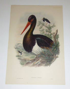 Item #51-4337 Ciconia Nigra. Black Stork from "The Birds of Great Britain". First edition. John...