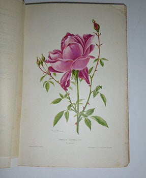 Les plus belles roses au début du XX° siècle. First edition.