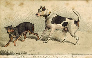 Alkin, S., artist; Percy Roberts, engraver - Rattle and Clinker, the Half Bred Dog and Terrier Bitch. First Edition of the Aquatint