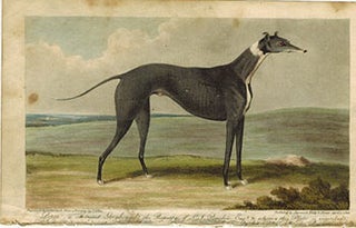 Item #51-4839 Piper, a celebrated Greyhound. First edition of the aquatint. John Frederick...