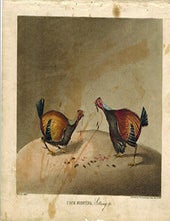 Item #51-4841 Cock Fighting, Setting-to. First edition of the aquatint. S. Alkin, artist.