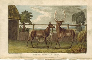 Item #51-4848 North American Deer. First edition of the aquatint. D. T. Egerton, artist, Daniel...