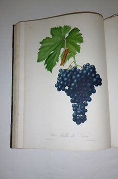 Item #51-5227 Pomona Italiana, Ossia trattato degli Alberi Fruttiferi, di Giorgio Gallesio. 4 ...