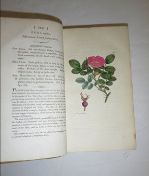 English Botany; or, coloured figures of British plants, with their essential characters, synonyms, and places of growth. To which will be added, occasional remarks. Volumes XXXV and XXXVI. First Editions.