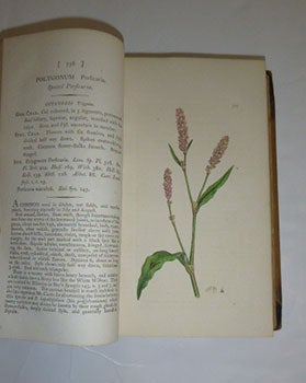 English Botany; or, coloured figures of British plants, with their essential characters, synonyms, and places of growth. To which will be added, occasional remarks. Volumes XI and XII. First Editions.