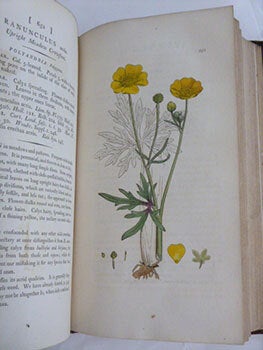 English Botany; or, coloured figures of British plants, with their essential characters, synonyms, and places of growth. To which will be added, occasional remarks. Volumes IX and X. First Editions.