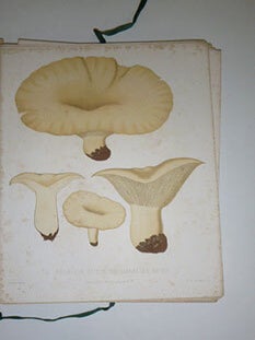 Sveriges &auml;tliga och giftiga svampar tecknade efter naturen under ledning af E. Fries utgifna af Kongl. Vetenskaps-Akademien. [Collectioin of plates of Swedish mushrooms]. First edition.