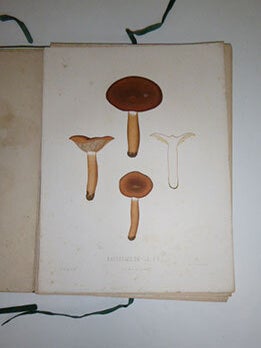 Sveriges &auml;tliga och giftiga svampar tecknade efter naturen under ledning af E. Fries utgifna af Kongl. Vetenskaps-Akademien. [Collectioin of plates of Swedish mushrooms]. First edition.