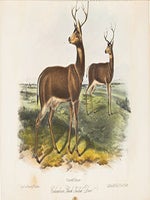 Item #51-6070 The Quadrupeds of North America by James Audubon, F.R.S. and the Rev. John...