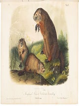 The Quadrupeds of North America by James Audubon, F.R.S. and the Rev. John Bachman, D.D. True first octavo editions.