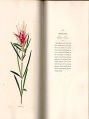 The Botanical Cabinet Consisting of Coloured Delineations of Plants, from all Countries, with a short Account of each, Directions for Management, &c. &c.. Complete in 20 volumes with 2000 plates. First editions.