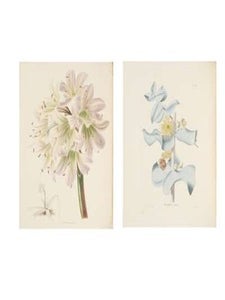The Botanical Cabinet Consisting of Coloured Delineations of Plants, from all Countries, with a short Account of each, Directions for Management, &c. &c.. Complete in 20 volumes with 2000 plates. First editions.