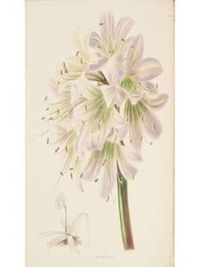 The Botanical Cabinet Consisting of Coloured Delineations of Plants, from all Countries, with a short Account of each, Directions for Management, &c. &c.. Complete in 20 volumes with 2000 plates. First editions.