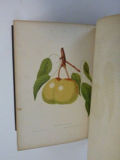 Item #51-7166 The Fruits of America, containing richly colored figures, and full descriptions of...