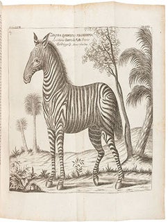 Item #51-7193 Museum Museorum, Oder Vollständige Schau-Bühne Aller Materialien und Specereÿen...