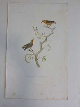 Item #51-7417 Sylviette (du genre Sylvietta),. African warbler. First edition of the engraving....