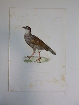 Item #51-7418 Francolin d’Erckell (scientifically known as Pternistis erckelii, and also...