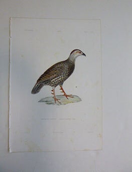 Item #51-7419 (Le Francolin de Clapperton (Pternistis clappertoni, Clapperton's Spurfowl.. First edition of the engraving. Jean-Gabriel Pr&ecirc;tre, 1768&ndash;1849 after, engraver Mademoiselle Ad&egrave;le Massard.