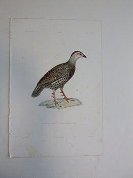Item #51-7419 (Le Francolin de Clapperton (Pternistis clappertoni, Clapperton's Spurfowl.....