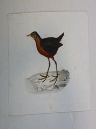 Item #51-7420 Le R&acirc;le de Rouget (Rougetius rougetii) ....Rouget's Rail..First edition of...