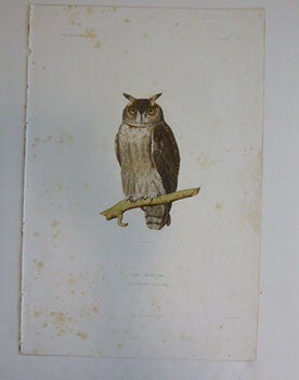 Item #51-7421 Hibou Cendrillard. Otus cineraceus. Small owl. First edition of the engraving....