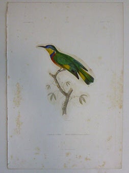 Item #51-7422 Gu&eacute;pier de Lefebvre. Merops lefebvrii i Cinnamon-chested bee-eater. First...