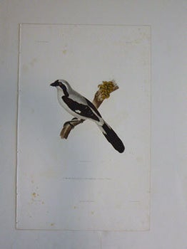 Item #51-7423 Pie Gri&egrave;che grisevari&eacute;. Lanius excubitor. The great grey shrike. First edition of...