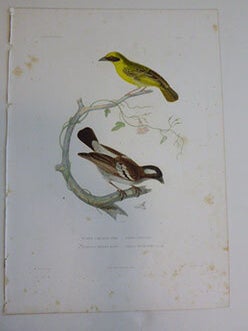 Item #51-7424 Tisserins. Ploceus auricularis.... Spectacled weaver....Ploceus superciliosus ....