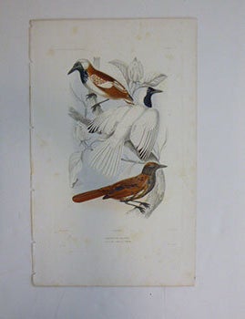 Item #51-7426 Drymophile de Rouk. Truk Monarch (or Chuuk Monarch). First edition of the engraving. Paul Louis Oudart, after, engraver Coup&eacute;.