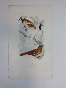 Item #51-7426 Drymophile de Rouk. Truk Monarch (or Chuuk Monarch). First edition of the...
