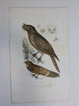 Item #51-7428 Pondarge de Vincendon..Engoulevent des Roseaux, (Vincendon's Pond-dike, Marsh...