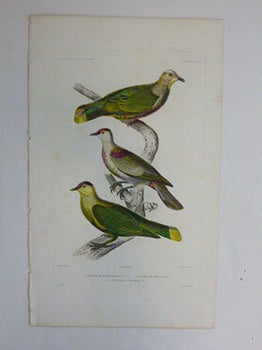 Item #51-7429 Ptilinopes. (Fruit doves) . First edition of the engraving. Paul Louis Oudart,...