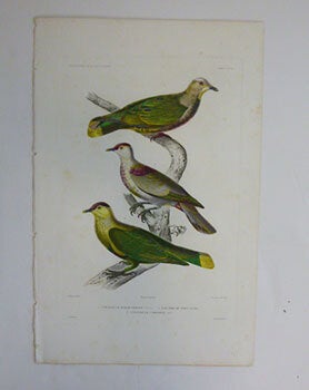 Item #51-7429 Ptilinopes. (Fruit doves) . First edition of the engraving. Paul Louis Oudart,...