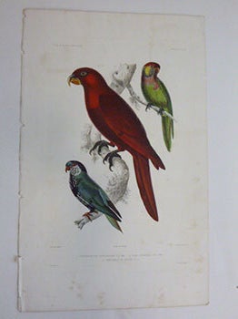 Item #51-7430 Trikchoglosse Versicolor, Lori Cardinal, Coryphile de Goupil. (Varied Lorikeet,...