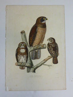 Item #51-7431 Chev&ecirc;ches, (Little owls). First edition of the engraving. Paul Louis Oudart,...
