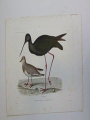 Item #51-7432 Pluvianelle Sociable. Sociable Plover; Echasse Noire. Black-winged Stilt. ...