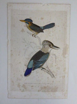 Item #51-7434 Martin Chasseur de Salusse. Kingfisher & Fawn-breasted Kingfisher. First...
