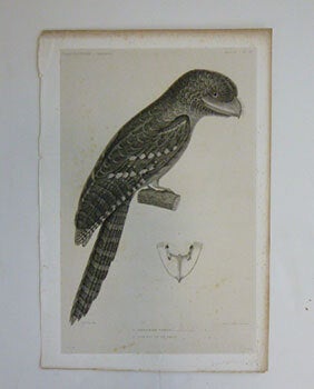 Item #51-7435 Podarge Papou. Papuan Frogmouth First edition of the engraving. Lucien Alphonse...