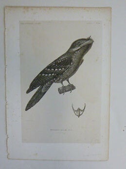 Item #51-7436 Podarge Ocell&eacute;. Marbled frogmouth. First edition of the engraving. Lucien...