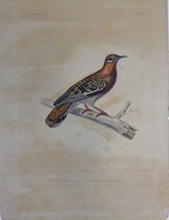 Item #51-7437 Colombi-Galline des Gallapagos. Gal&aacute;pagos dove (Zenaida galapagoensis). First edition of the engraving. Paul Louis Oudart, after, engraver Giraud.